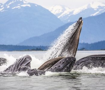 Walvissen spotten in Alaska