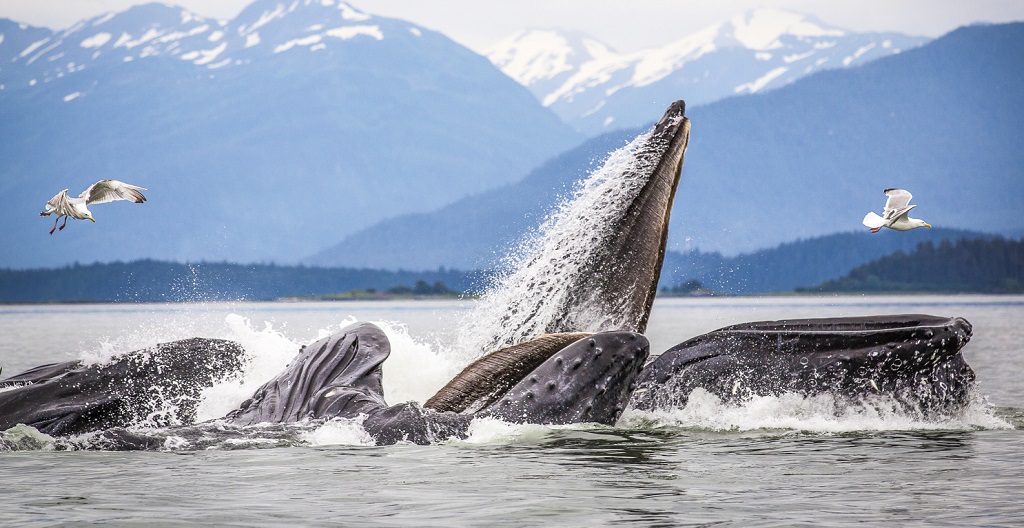 Walvissen spotten in Alaska