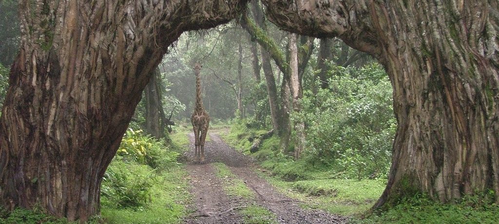 Arusha National Park