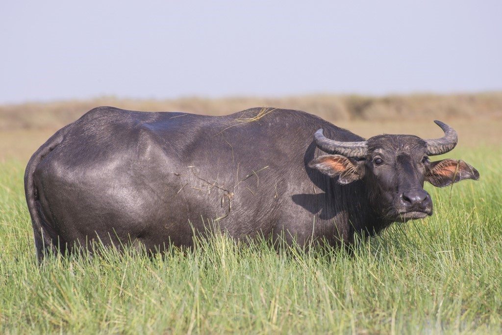 Waterbuffel