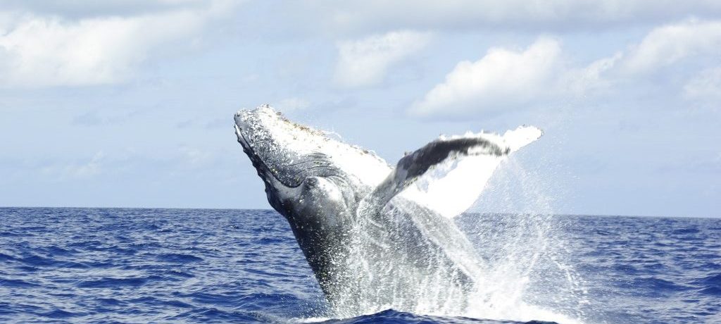 Walvis safari