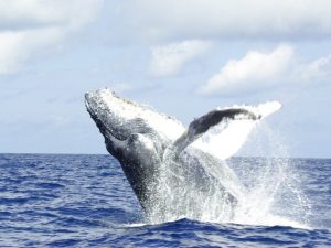 Walvis safari
