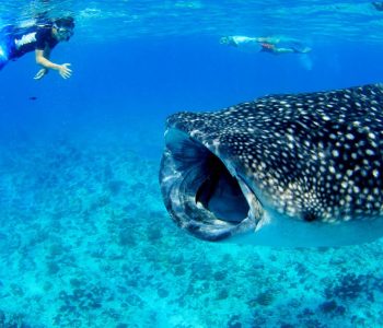 Whale shark Snorkeling
