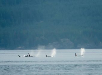 Orca Camp