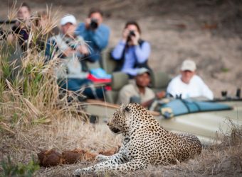 Luipaard, game drive, Elephant Plains, Zuid-Afrika - Shutterstock