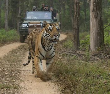 Wildlife