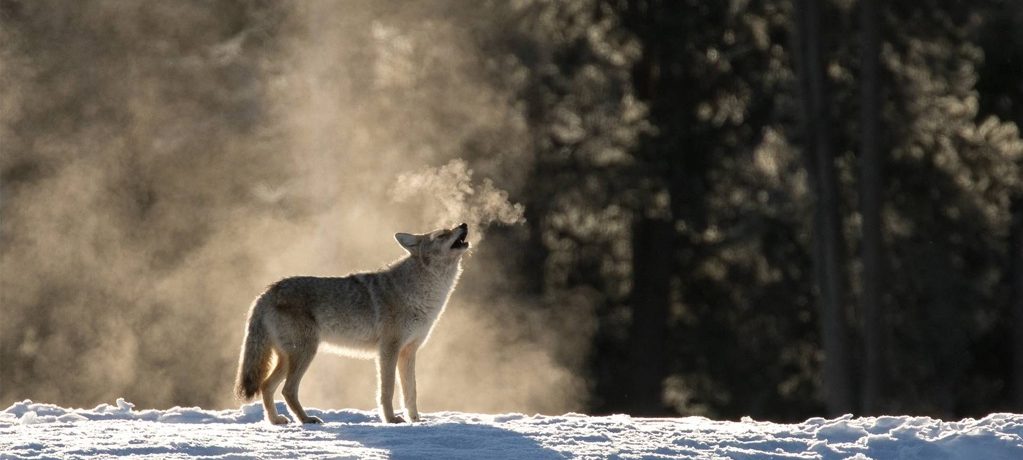 Yellowstone foto expeditie