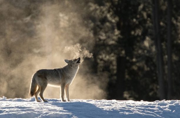 Yellowstone foto expeditie