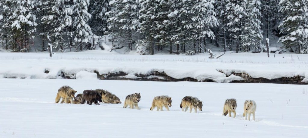 Wolven in Yellowstone