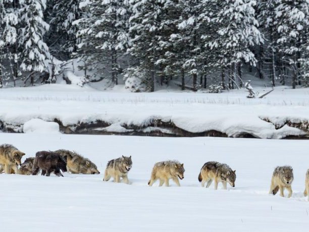 Wolven in Yellowstone