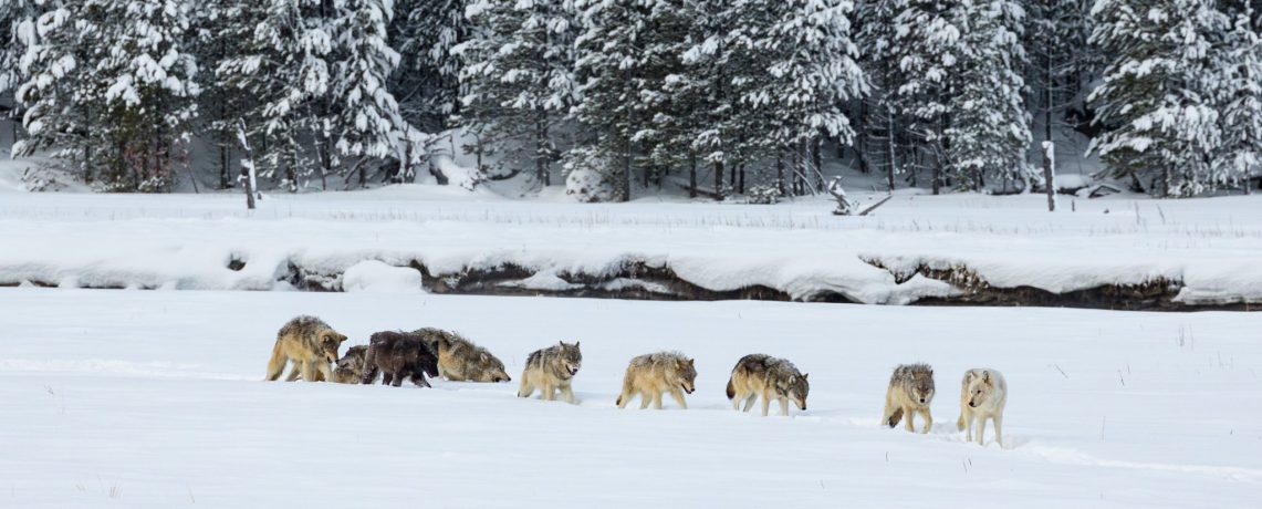 Wolven in Yellowstone