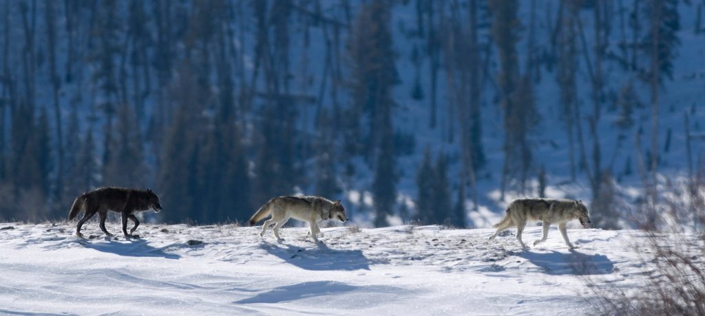 Yellowstone foto expeditie