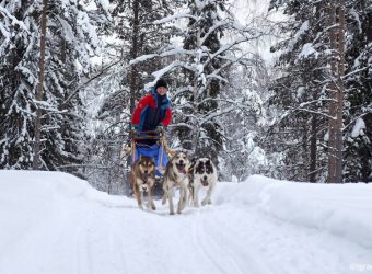 Husky safari