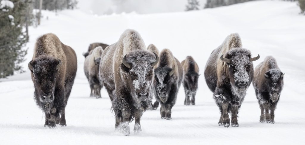 Yellowstone, Beste reistijd Amerika