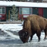 Yellowstone Gateway Inn