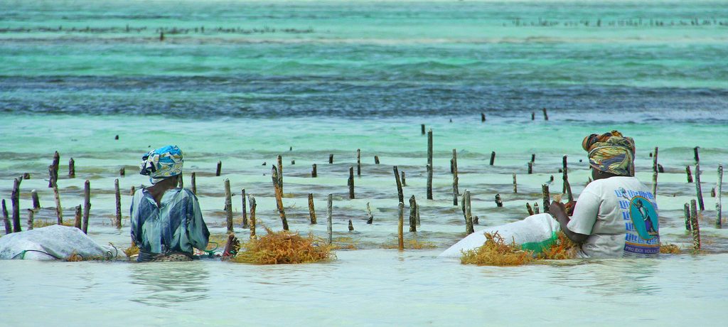 Zeewier Plantage, Zanzibar Foto: Imke Stahlmann