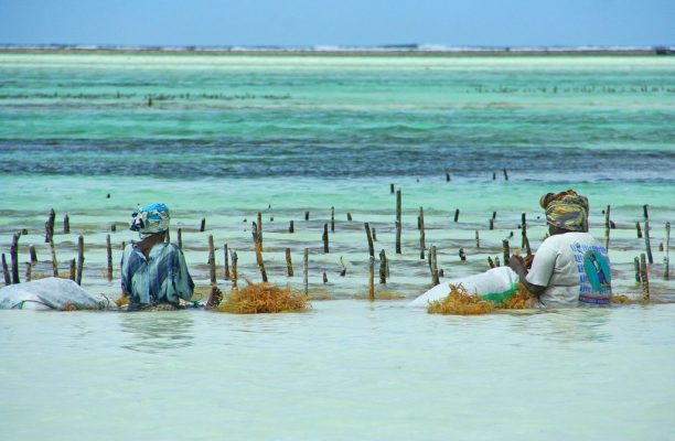 Zeewier Plantage, Zanzibar Foto: Imke Stahlmann