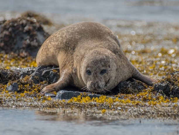 Zeehond @Pascal Mauerhofer (2)