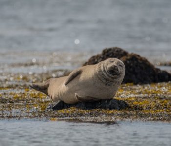 Zeehonden IJsland