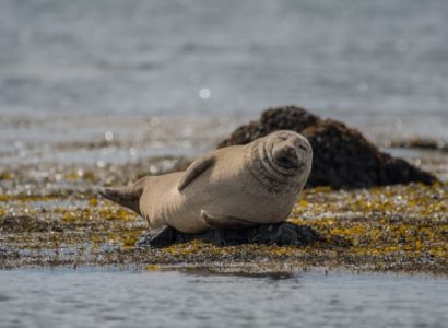 Zeehonden IJsland