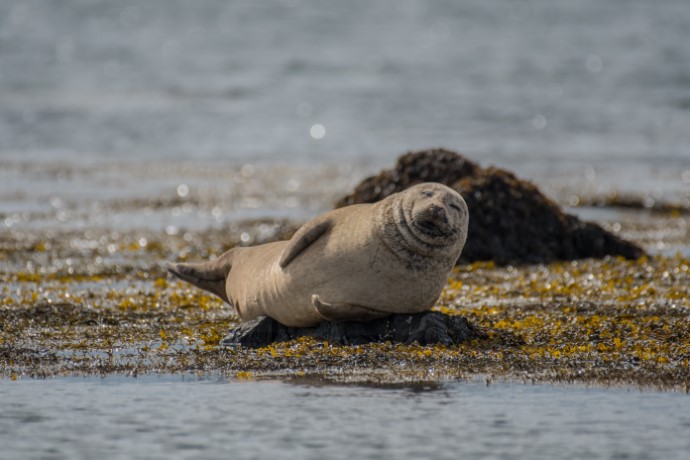 Zeehonden IJsland