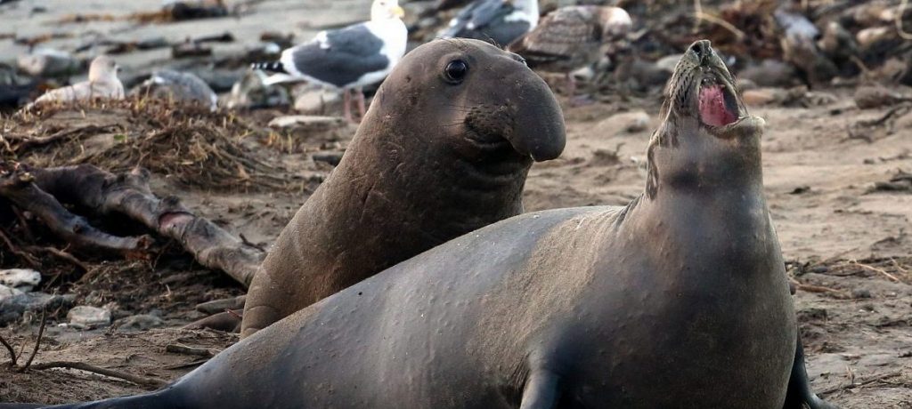 Zeedieren Antarctica Foto: © Travis Wise