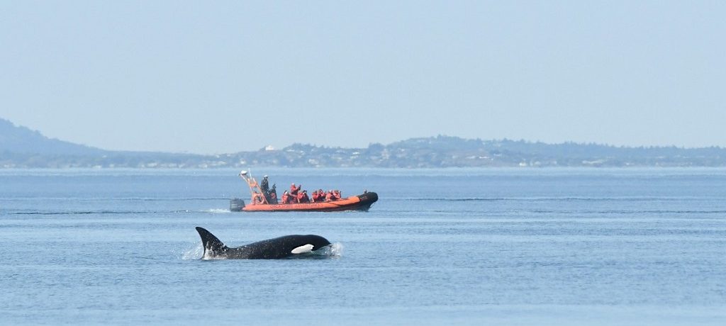 Zodiak Orka Vancouver Island