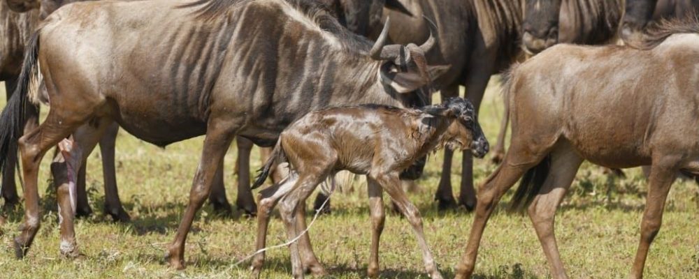 Zuid Serengeti, wildebeest migratiereis