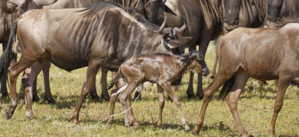 Zuid Serengeti, wildebeest migratiereis