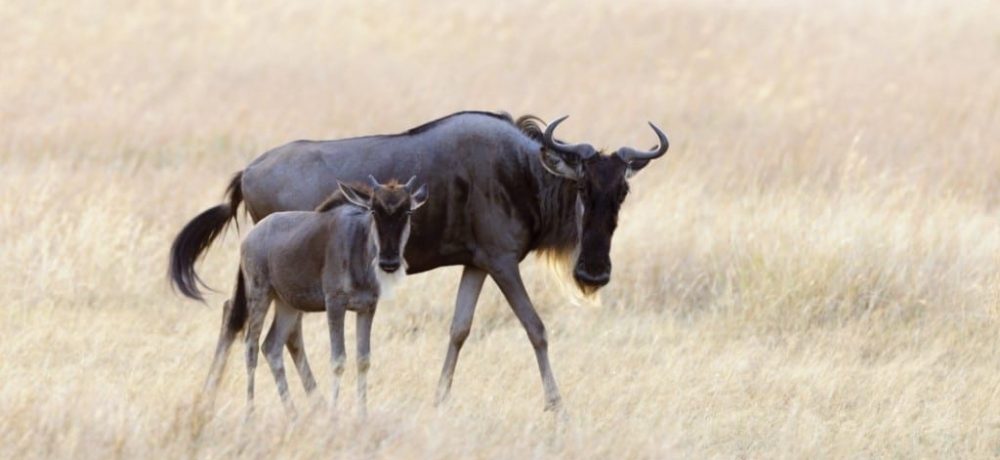 Zuid Serengeti