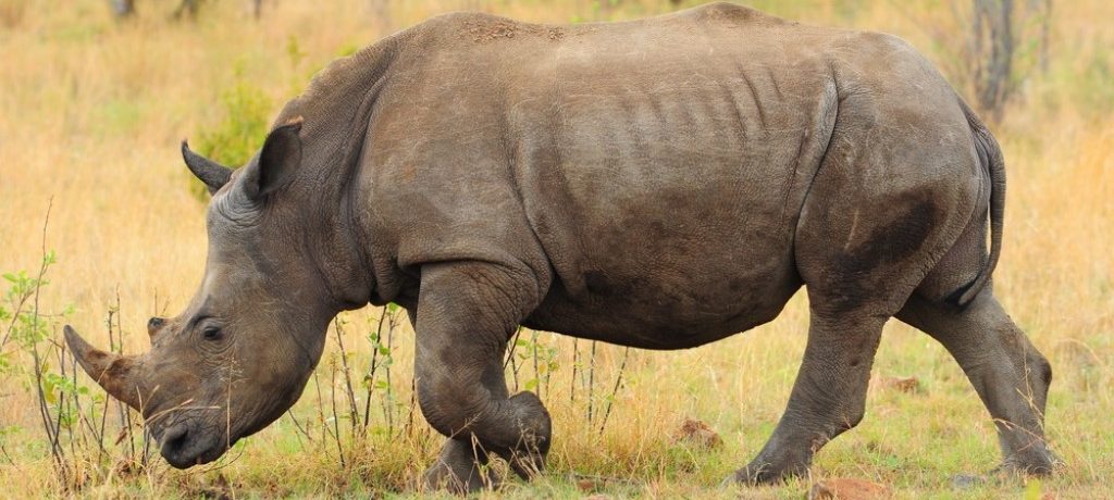 Zwarte neushoorn, Akagera, Rwanda, Afrika - Shutterstock