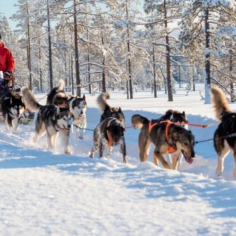 Husky safari, Zweeds Lapland, Zweden