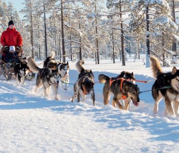 Husky safari, Zweeds Lapland, Zweden