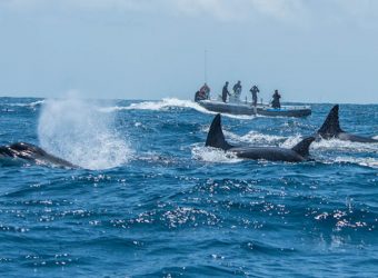 Zwemmen met dolfijnen Wat te doen op Pico