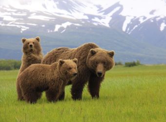 Alaska natuur reizen, grizzly beren van kodiak tot katmai