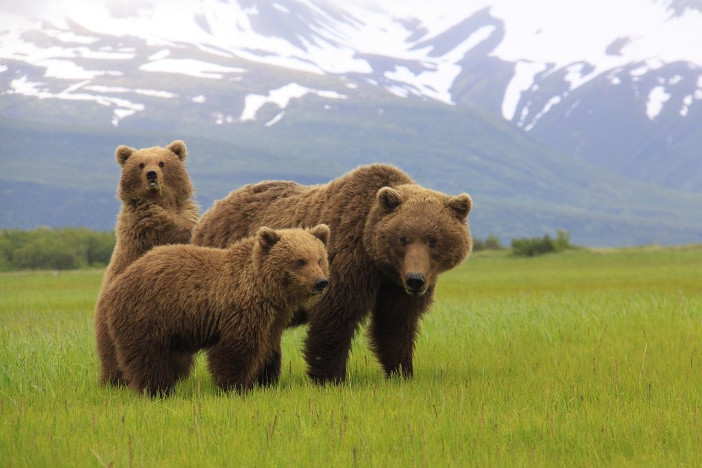 Alaska natuur reizen, grizzly beren van kodiak tot katmai