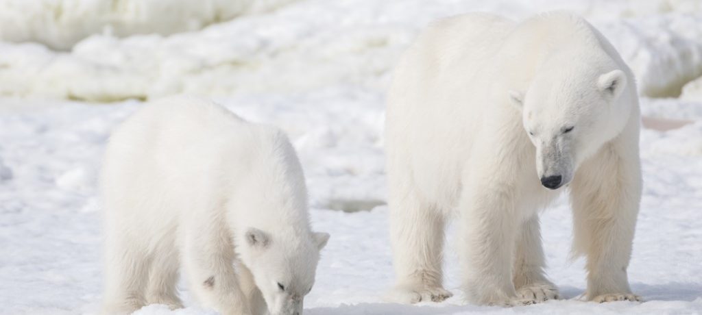 IJsbeer, Spitsbergen - Oceanwide