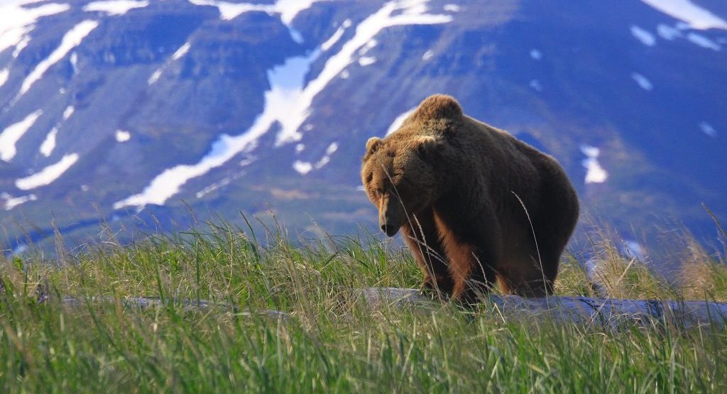 Beste tijd voor Alaska, grizzly beren van kodiak tot katmai