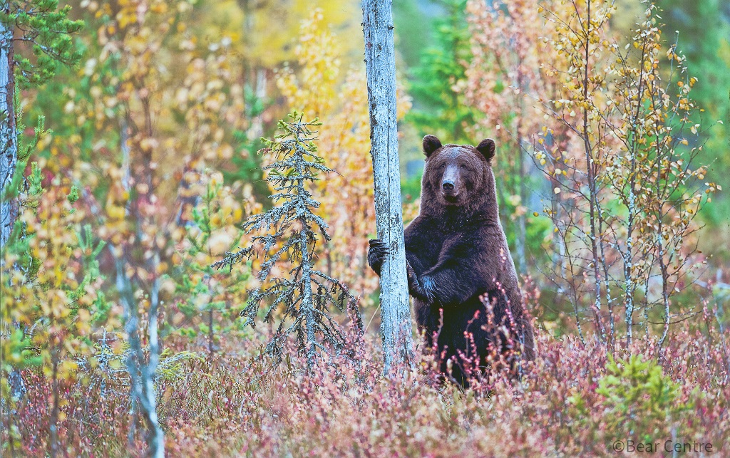 Finland beren en wolven