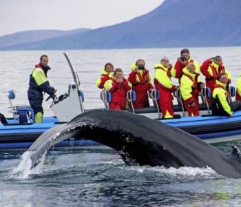 Bultrug walvis