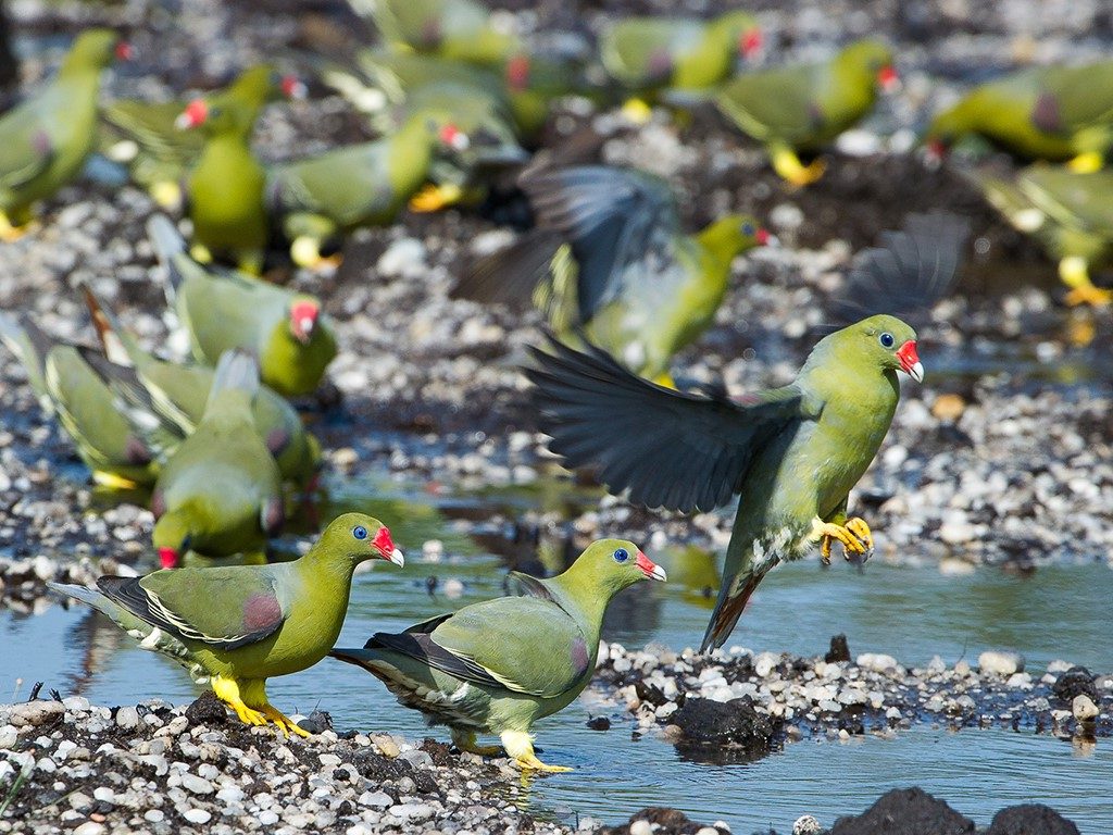 Vogels in Dzanga Sangha