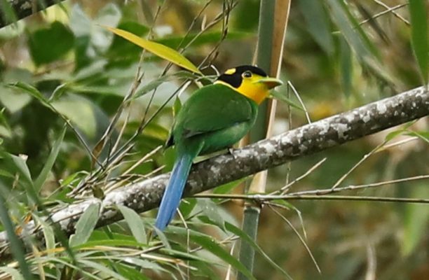 Langstaartbreedbek vogel, India Langstaartbreedbek vogel, India