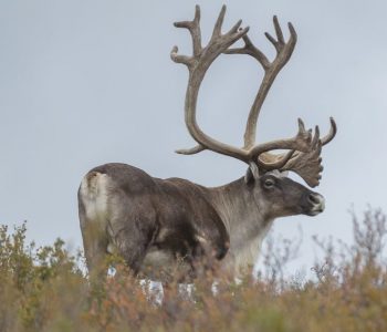 Denali National Park