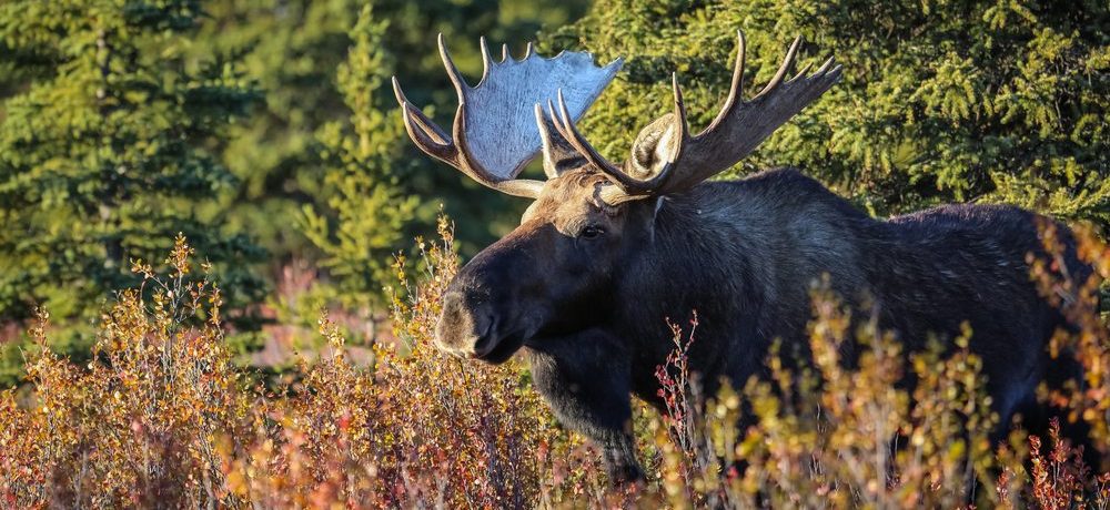 Bezienswaardigheden van Alaska, Denali National Park