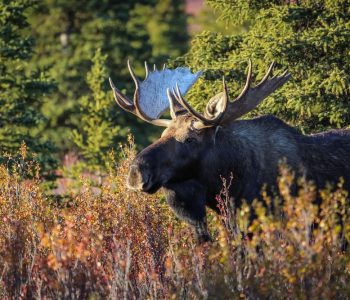 Bezienswaardigheden van Alaska, Denali National Park