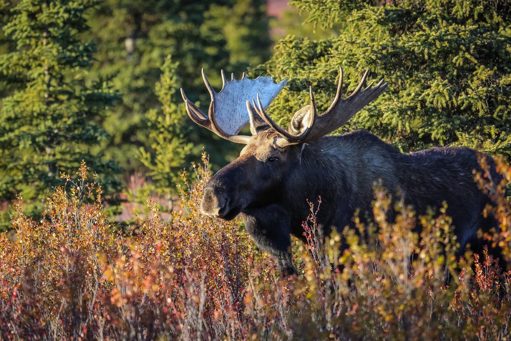 Bezienswaardigheden van Alaska, Denali National Park