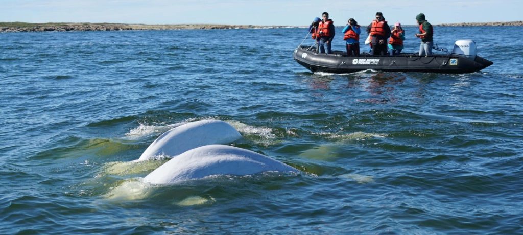 Churchill ijsberen zomer beluga walvissen