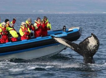 Husavik walvis zodiac, IJsland