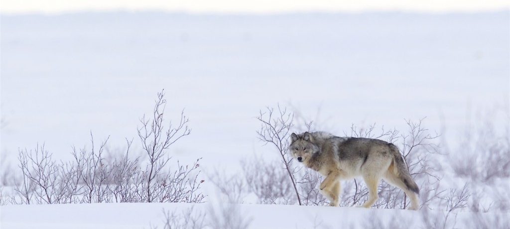 Foto: Andy Skillen Scaled © Churchill