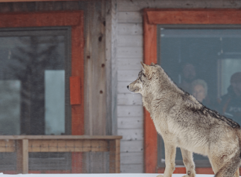 Canada wolven